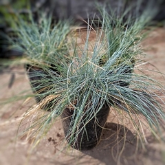 Festuca - comprar online