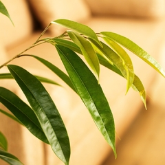 Ficus Alii