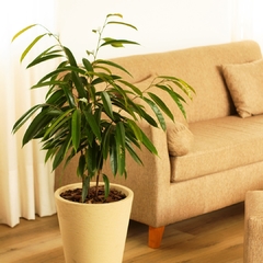 Ficus Alii - comprar online