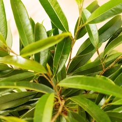 Ficus Alii - Vivero Mario