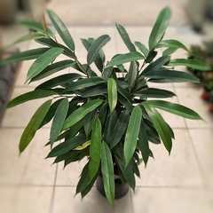 Imagen de Ficus Alii