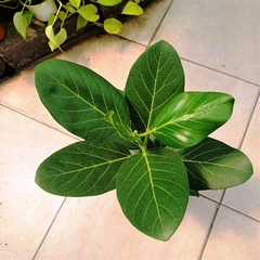 Ficus Audrey