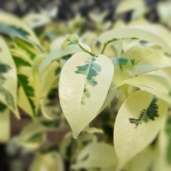 Ficus Hawaii en internet