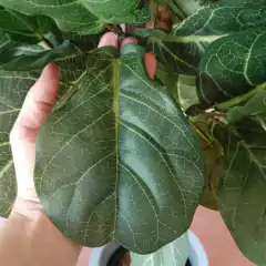 Ficus pandurata (Artificial)