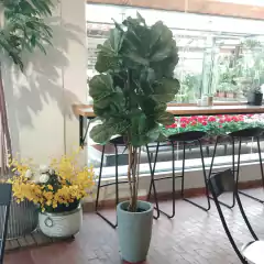 Ficus pandurata (Artificial) - Vivero Mario
