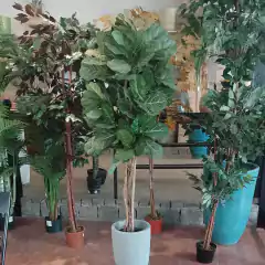 Ficus pandurata (Artificial) en internet