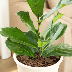 Ficus Pandurata - Vivero Mario