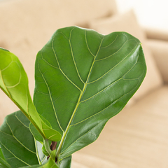 Ficus Pandurata - comprar online