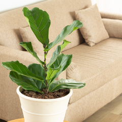 Ficus Pandurata en internet