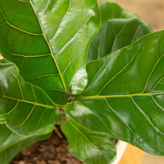 Ficus Pandurata - tienda online
