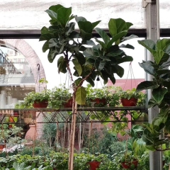 Imagen de Ficus Pandurata