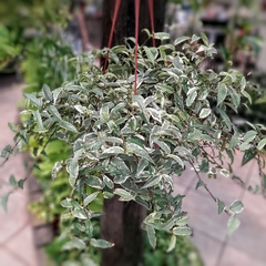 Ficus Sagittata - comprar online