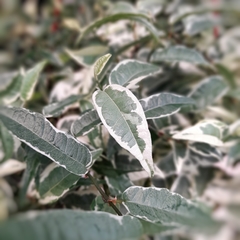 Ficus Sagittata