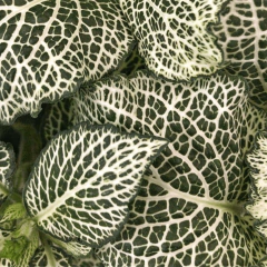 Fittonia en internet