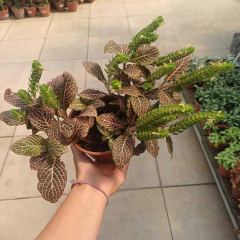 Fittonia - Vivero Mario