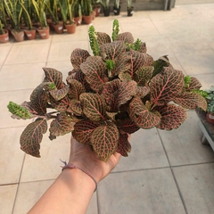 Fittonia - comprar online