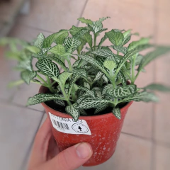 Fittonia - tienda online