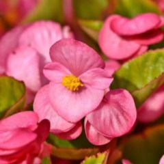 Flor de Azúcar - Vivero Mario