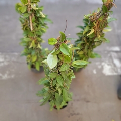 Flor de Nácar - comprar online