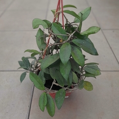 Imagen de Flor de Nácar