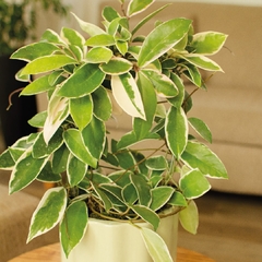 Flor de Nácar