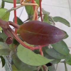Flor de Nácar - Vivero Mario