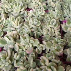 Imagen de Crasa Garra de Oso