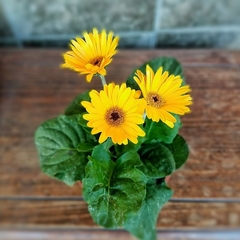 Gerbera en internet