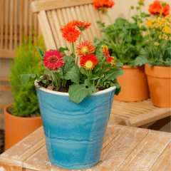 Gerbera - comprar online