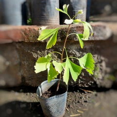 Ginkgo - comprar online