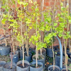 Ginkgo