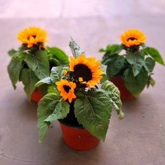 Girasol Ornamental - comprar online