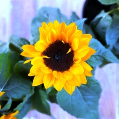 Girasol Ornamental