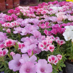 GODETIA - comprar online