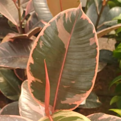 Gomero Ruby en internet