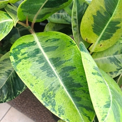 Gomero Variegata en internet
