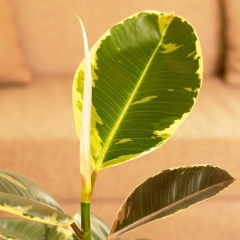 Gomero Variegata - comprar online