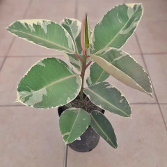 Gomero Variegata