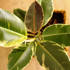 Gomero Variegata - Vivero Mario