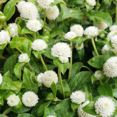 Gomphrena - comprar online