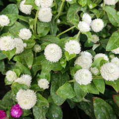 Gomphrena - tienda online