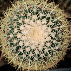 Cactus Grusonii en internet
