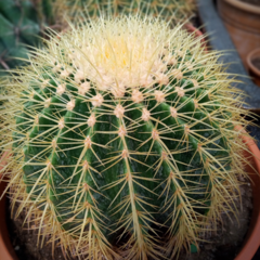 Cactus Grusonii - comprar online