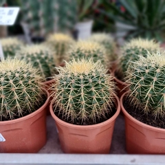 Cactus Grusonii - comprar online