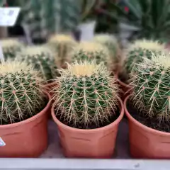 Cactus Grusonii - comprar online