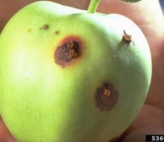 Imagen de Insecticida Mamboretá Z