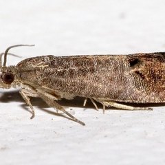 Insecticida Mamboretá ABA - tienda online