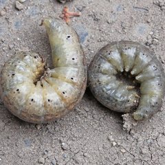 Insecticida Mamboretá Z en internet