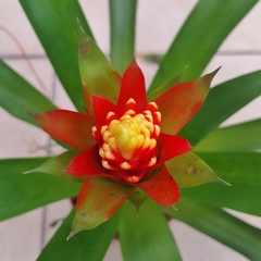 Guzmania Conifera - tienda online