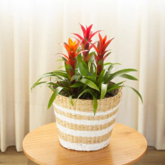 Guzmania Lingulata - comprar online